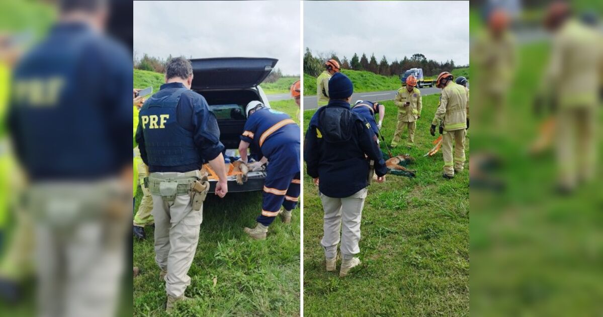 Atropelada na BR-376, onça-parda não resiste a ferimentos e morre no PR