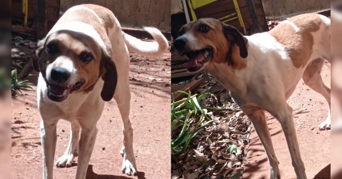 Cachorrinha desaparece no Jardim Apucarana e família pede ajuda