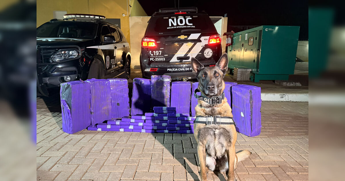 Cães de faro da PCPR interceptam mais de 227 quilo