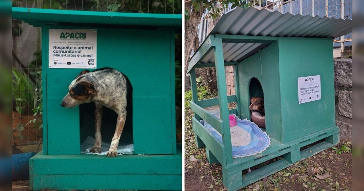 Presos constroem casinhas para animais de rua em projeto de SC