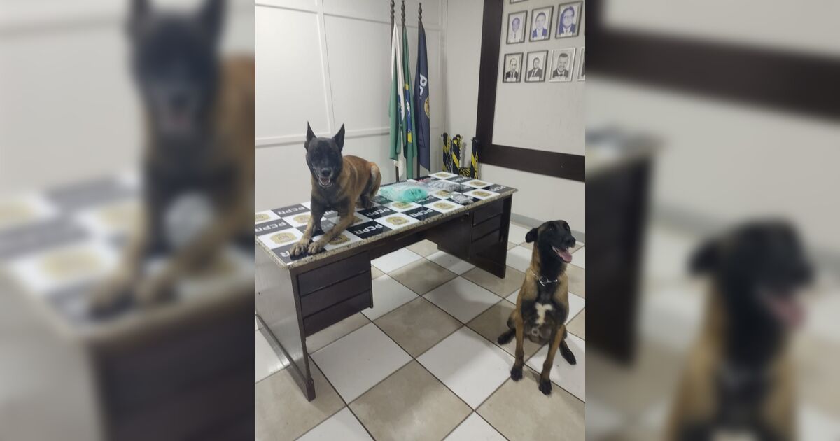 Cães farejadores encontram drogas enterradas em terreno no Jardim Ponta Grossa