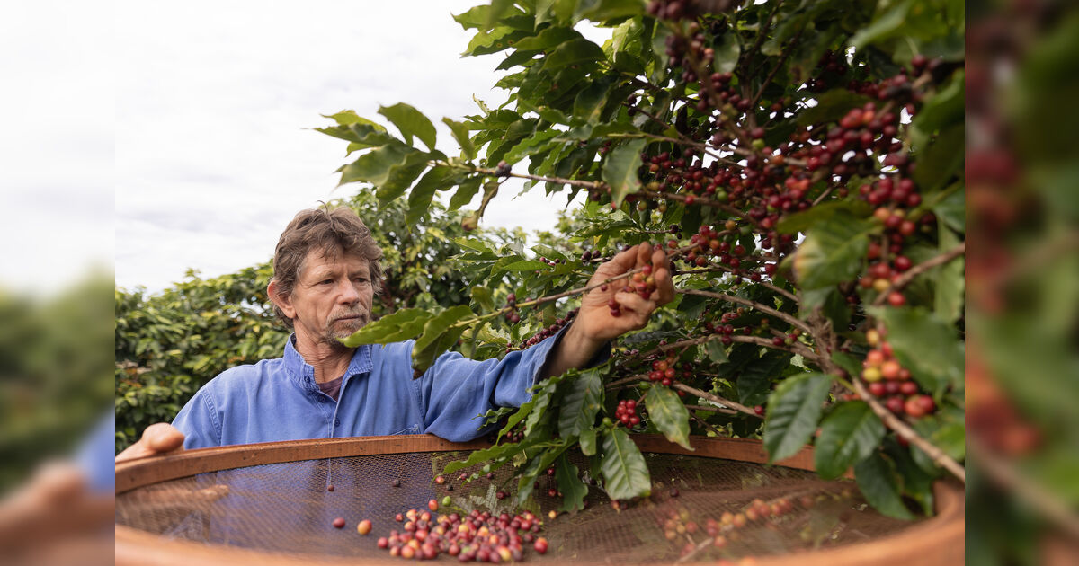 Com selo de origem, café especial da Serra de Apucarana mira mercado internacional