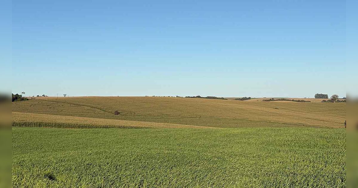 Trigo encerra plantio e milho projeta safra acima da média na região de Ivaiporã