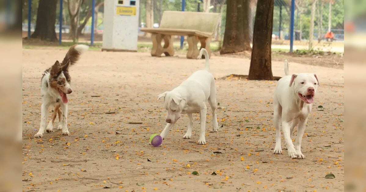 Lei torna crime exercício ilegal da medicina veterinária
