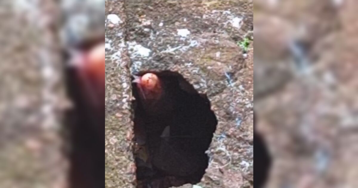 Moradora do Jaçanã se depara com cobra em casa e aciona Corpo de Bombeiros