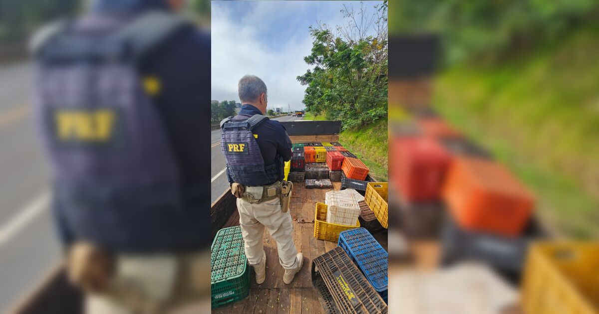 Caminhão quebra na estrada e PRF apreende quase 1 tonelada de maconha em Arapongas