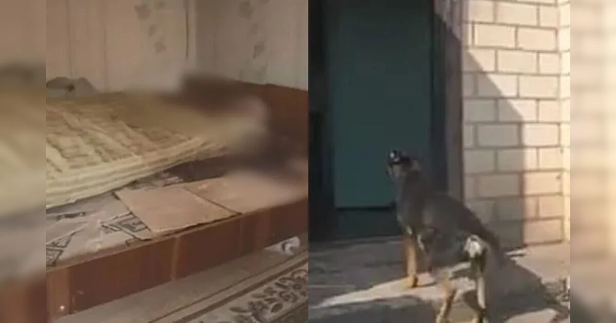 Mulher mata o marido e dá genitais para cachorros comerem após ser vítima de violęncia doméstica