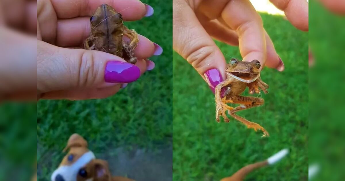 Mulher resgata perereca de ataque de cães e grava reação curiosa do animal; veja vídeo