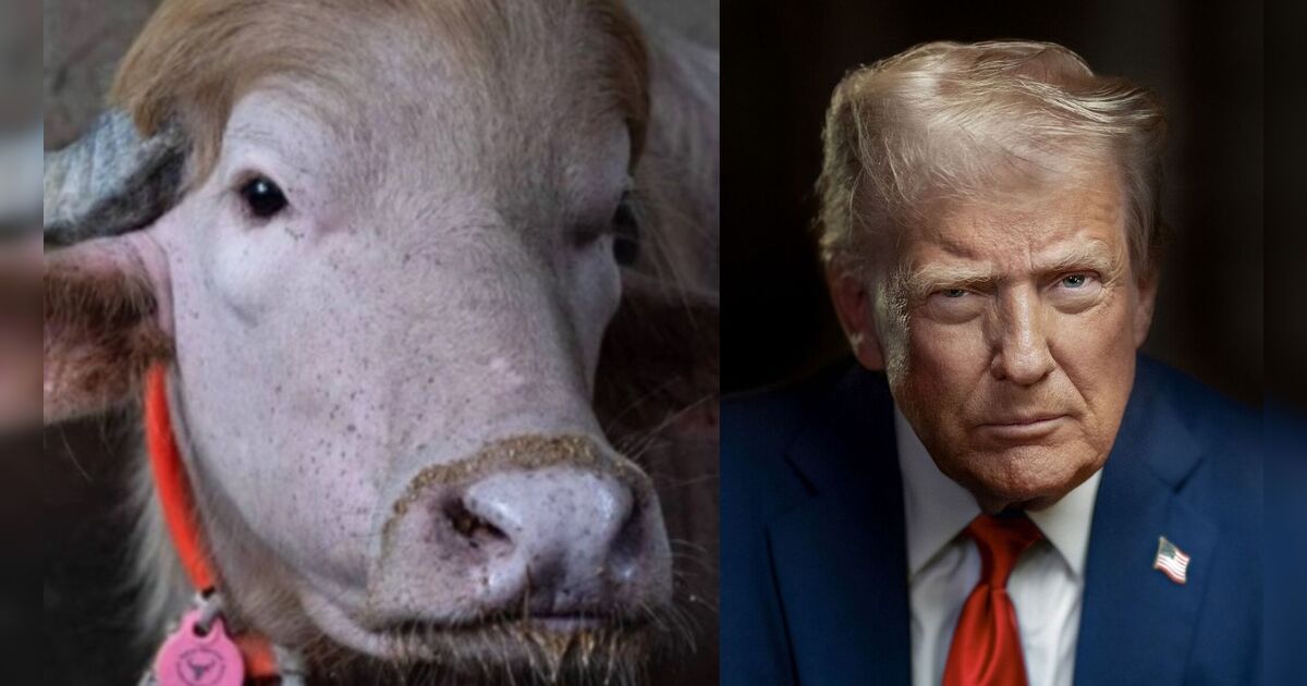 Búfalo albino escapa do abate por ser parecido com Donald Trump