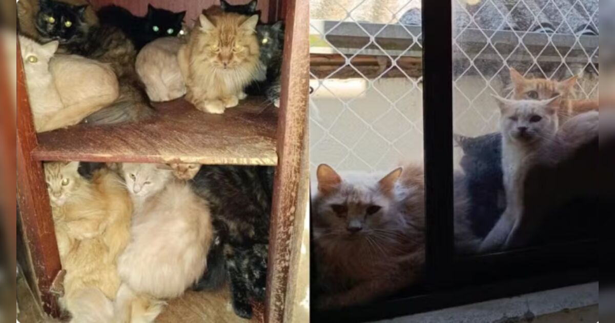 Mais de 400 gatos doentes são encontrados em apartamento de idosa em SC