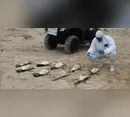 Mais de 300 pinguins são encontrados mortos nas praias de Florianópolis