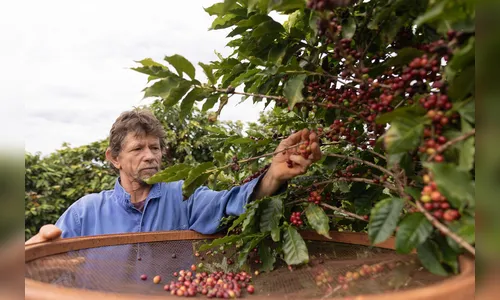 Com selo de origem, café especial da Serra de Apucarana mira mercado internacional