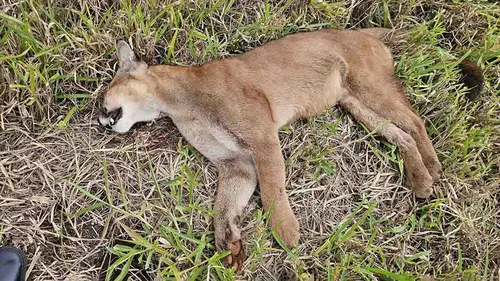 Onça-parda foi localizada próxima ao acostamento da PR-453