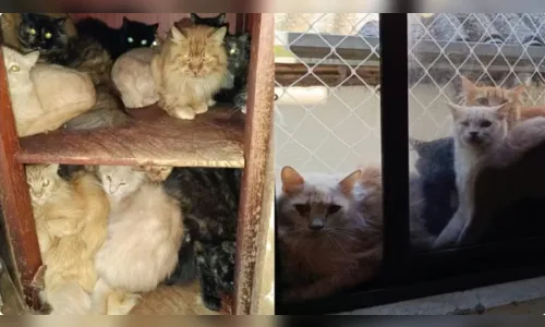 Mais de 400 gatos doentes são encontrados em apartamento de idosa em SC