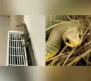 Cobra de mais de 1 metro é encontrada em escola durante prova e assusta alunos