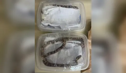 Três cobras vivas são interceptadas em encomenda postal nos Correios do PR