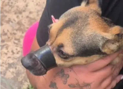 Cachorro é resgatado com focinho amarrado dentro de apartamento em Londrina (PR)