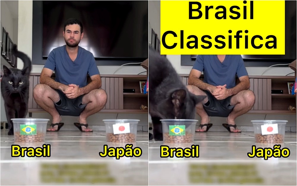 Mais um acerto na conta: gato 'vidente' previu vitória do Brasil