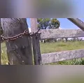 Vaca é abatida e furtada em propriedade rural de Borrazópolis