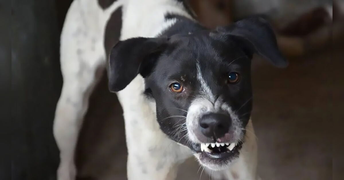 Criança fica ferida após ataque de cachorro em São João do Ivaí