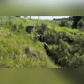 Corpo em decomposição é localizado dentro de galeria pluvial no PR