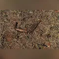 Morador encontra revólver abandonado às margens da PR-444 em Arapongas