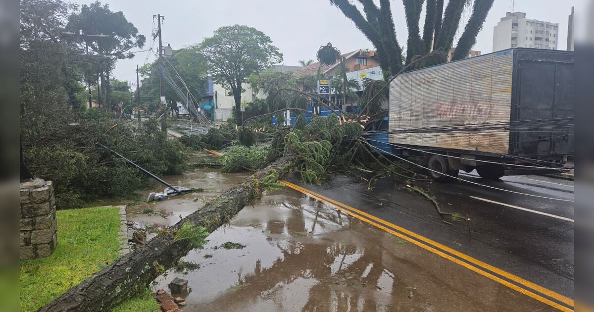 Piscina de árvores derrubadas por temporal em Apucarana