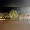 Temporal derruba árvores e destelha casas em Faxinal