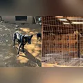 Operação resgata cães subnutridos e apreende 34 galos de rinha no Paraná
