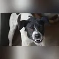 Cachorro morde criança de 4 anos em Borrazópolis