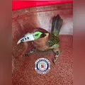 Com carinha de poucos amigos, araçari-poca é resgatado em Arapongas
