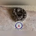 Três cobras são capturadas na área urbana de Arapongas; uma delas viajou escondida em carga de SC