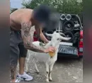 Polícia investiga maus-tratos a bode forçado a beber e fumar em SC; assista ao vídeo