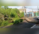 Temporal derrubou mais de 100 árvores em Apucarana, diz Defesa Civil