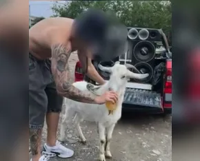 Polícia investiga maus-tratos a bode forçado a beber e fumar em SC; assista ao vídeo