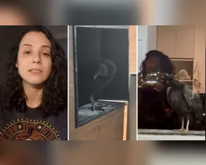 Moradora é impedida por lei de despejar urubu de sacada de apartamento no PR