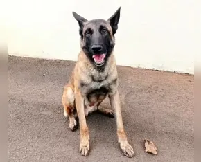 Morre o cão policial Rintin Tin do Canil do 10º BPM de Apucarana