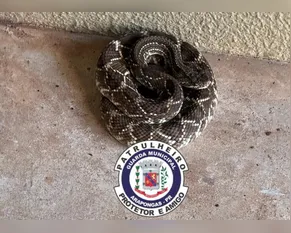 Três cobras são capturadas na área urbana de Arapongas; uma delas viajou escondida em carga de SC