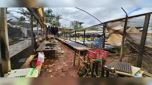 Prejuízo com temporal chega a R$ 3,3 milhões no setor agropecuário de Apucarana