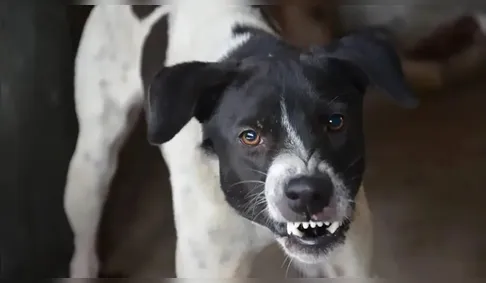 Cachorro morde criança de 4 anos em Borrazópolis