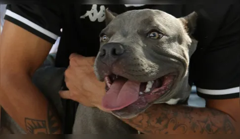Pitbulls soltos em Arapongas rendem multa após atacarem animais