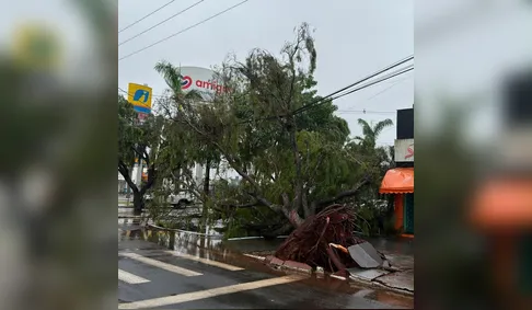 Temporal derruba árvores e deixa 12 mil imóveis sem luz em Arapongas