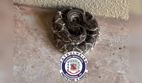 Três cobras são capturadas na área urbana de Arapongas; uma delas viajou escondida em carga de SC