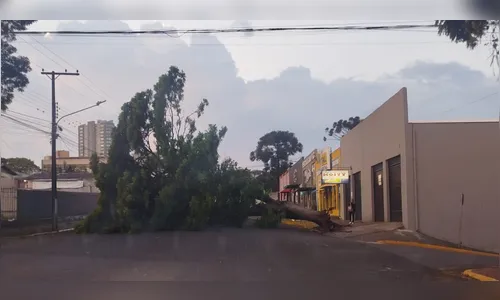 Árvore de grande porte bloqueia Avenida Irati em Apucarana