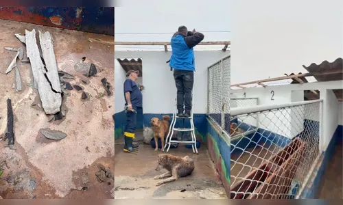 Animais abrigados pelo Cemsa também foram atingidos pelas fortes chuvas em Apucarana