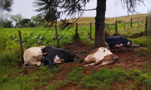 Raio atinge e mata 5 vacas leiteiras durante forte temporal em Rio Bom