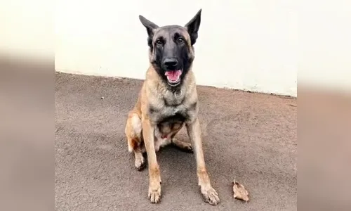 Morre o cão policial Rintin Tin do Canil do 10º BPM de Apucarana