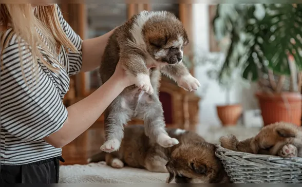 Quando o casal se separa, com quem fica o pet?