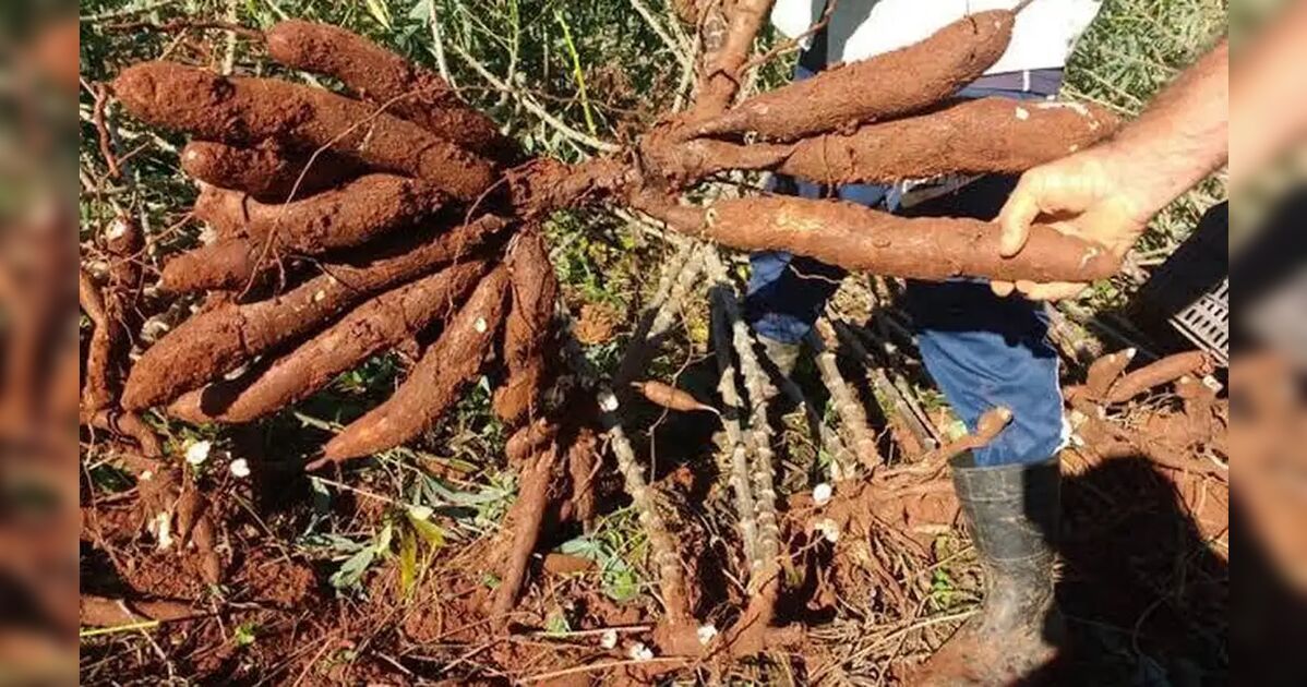 Agricultor flagra trio furtando mandioca em sítio de Rio Bom