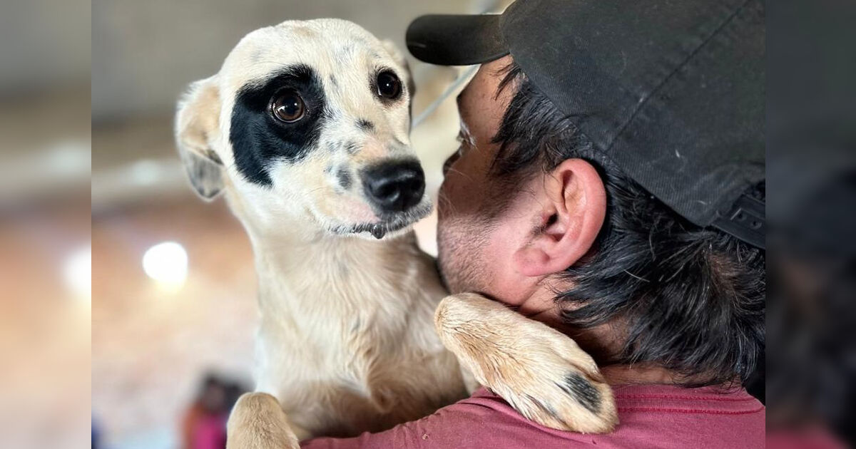 Paraná reforça cuidados com animais em áreas afetadas por temporais